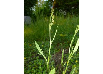 Gewöhnlicher Zwerg-Sauerampfer (Rumex acetosella) - © Philipp Sengl